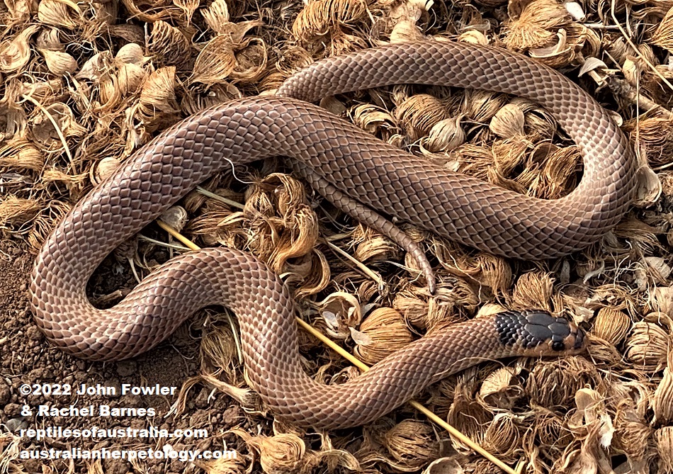 This photo of a Spectacled Snake (Suta spectabilis) was taken near Dublin, South Australia