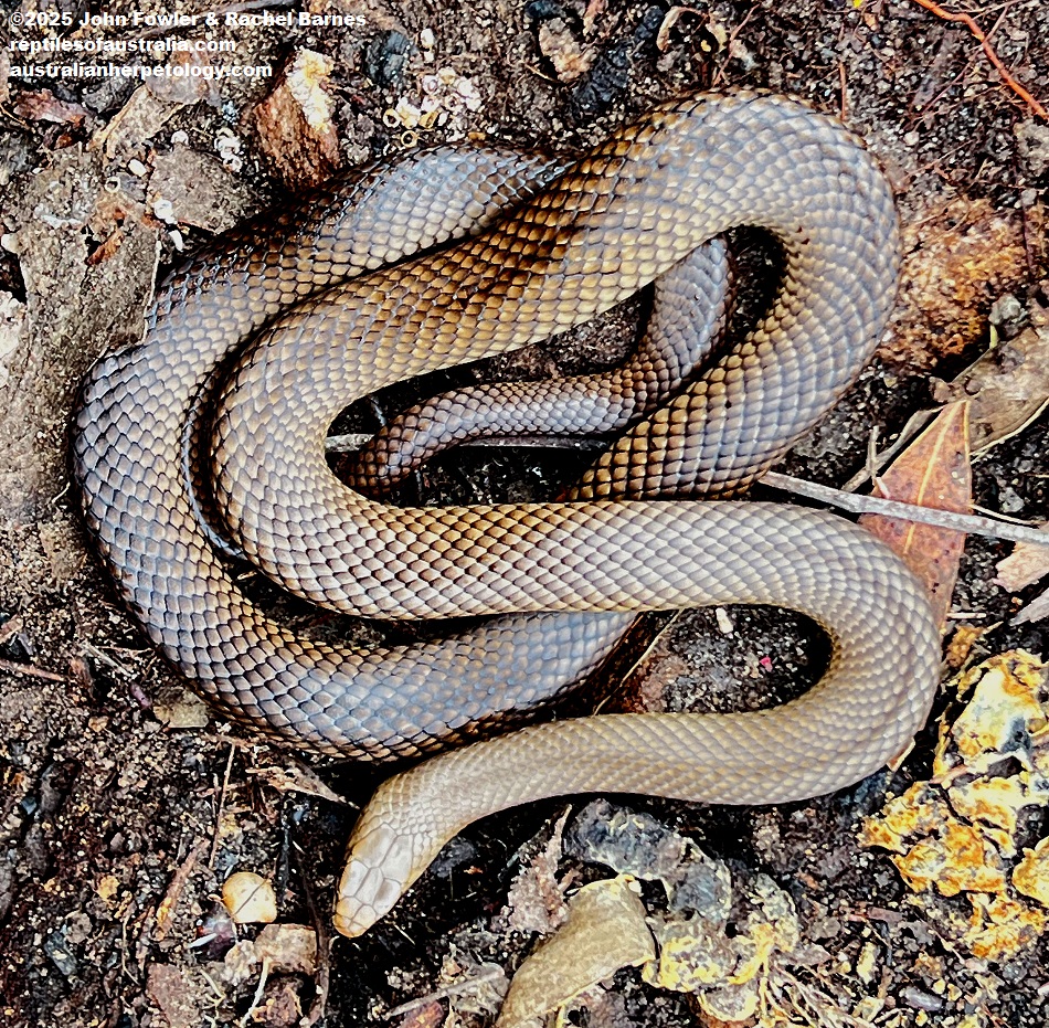 Subadult Eastern Brown Snake (Pseudonaja textilis) photographed at Cherry Gardens, SA