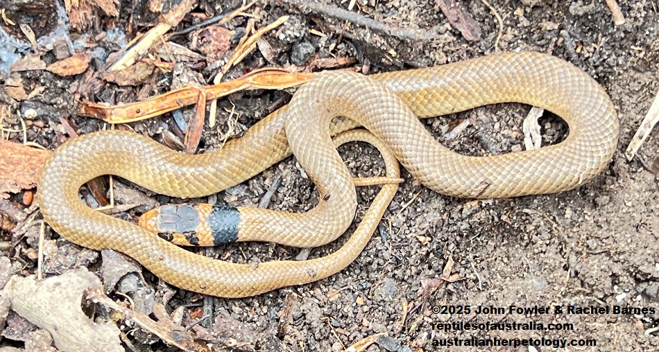 Baby Eastern Brown Snake (Pseudonaja textilis) photographed at Cherry Gardens, SA