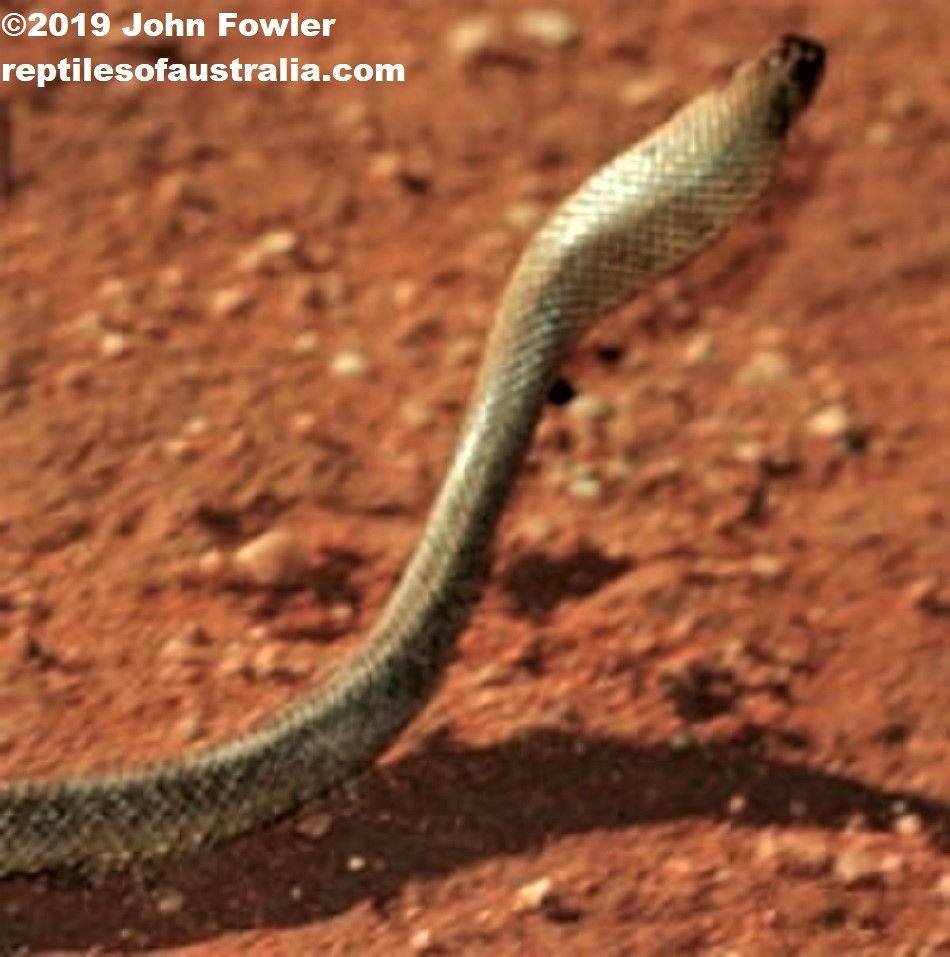 Shield-snouted brown snake - Pseudonaja aspidorhyncha