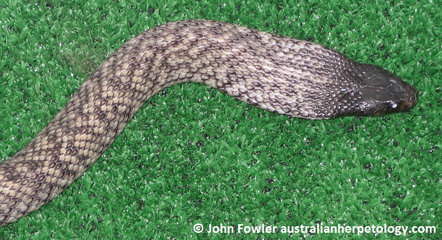 SPOTTED BLACK SNAKE - Pseudechis (guttata)