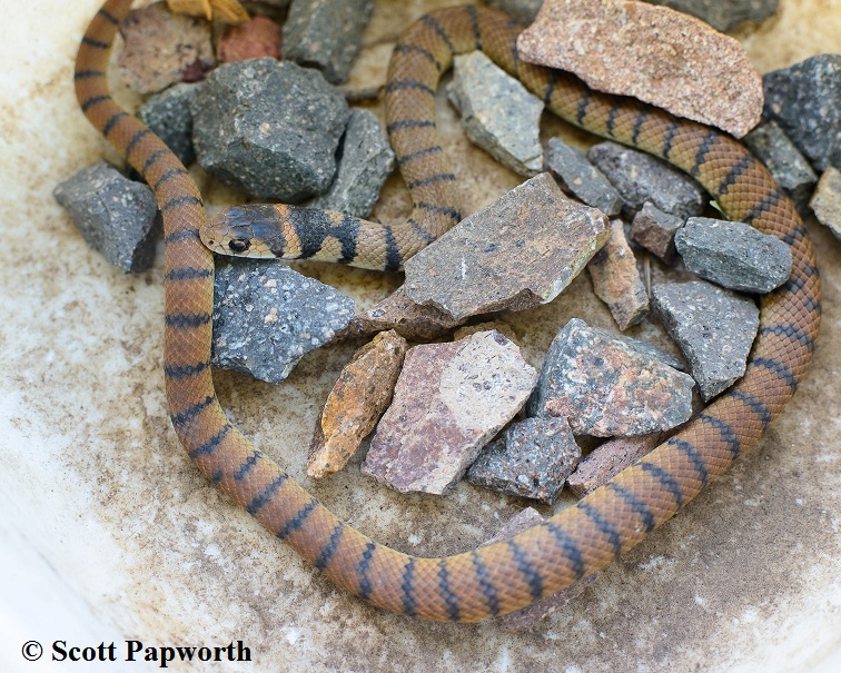 Eastern or  common brown snake - Pseudonaja textilis