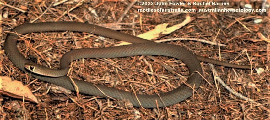 Yellow-faced whip snake Demansia psammophis