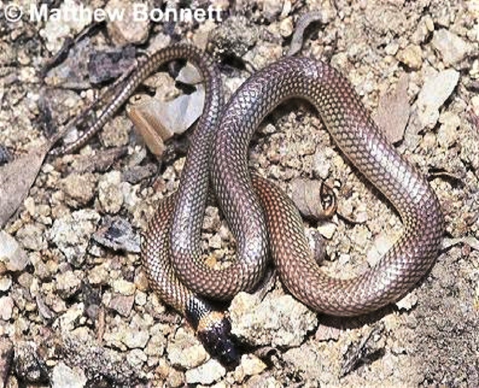 The Orange Naped Snake (Furina ornata) above is from Mt Carbine, Old.