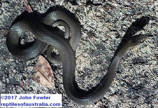Marsh Snake Hemiaspis signata