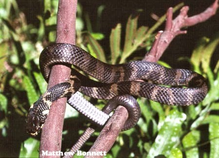 Stephens' Banded Snake Hoplocephalus stephensii