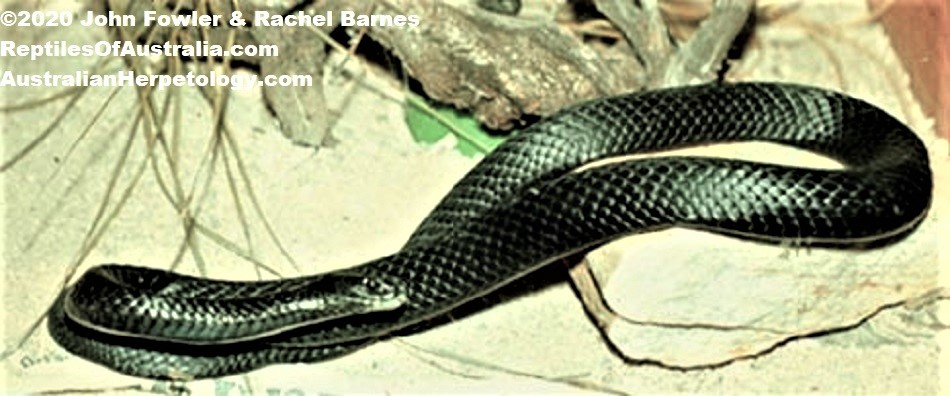 Penisula black Tiger Snake