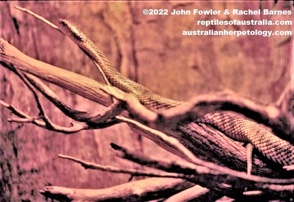 Captive Western Tiger Snake (Notechis scutatus occidentalis)