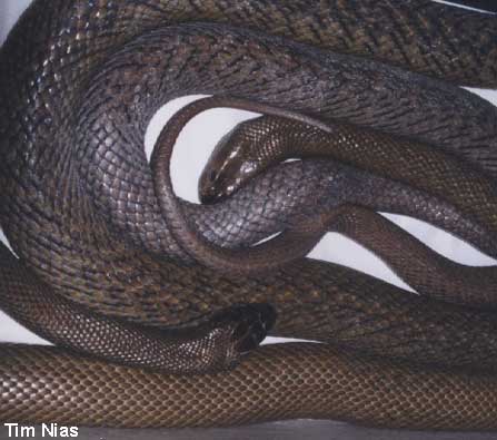 INLAND TAIPAN (Fierce Snake) - Oxyuranus microlepidotus