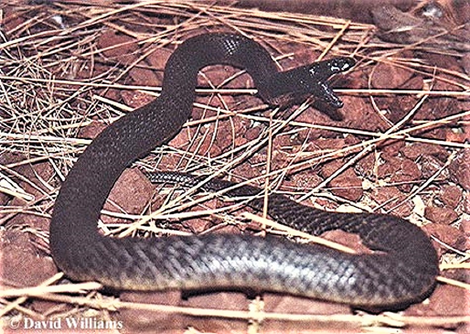 INLAND TAIPAN (Fierce Snake) - Oxyuranus microlepidotus