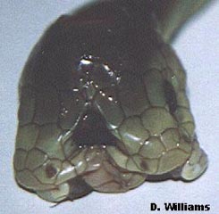 COASTAL TAIPAN  - Oxyuranus scutellatus