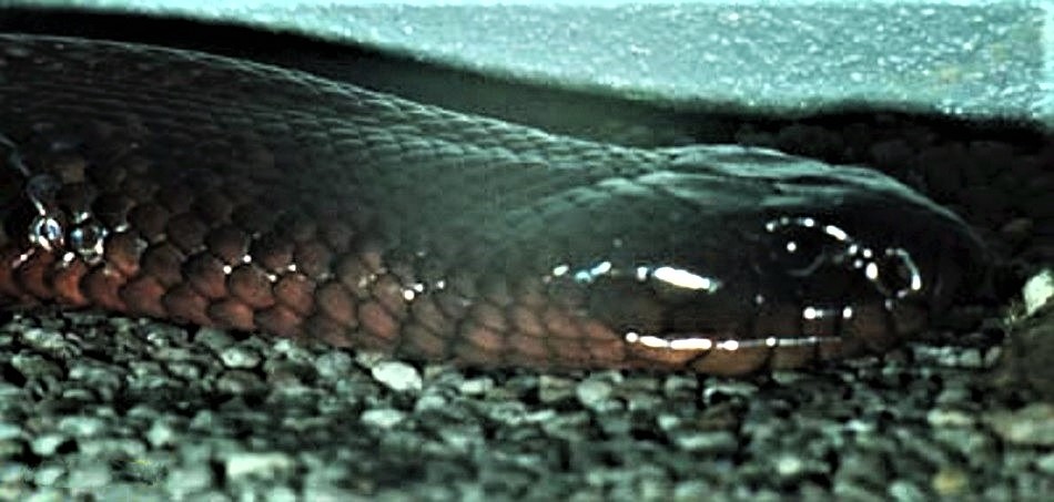 Collett's Snake (Pseudechis colletti)