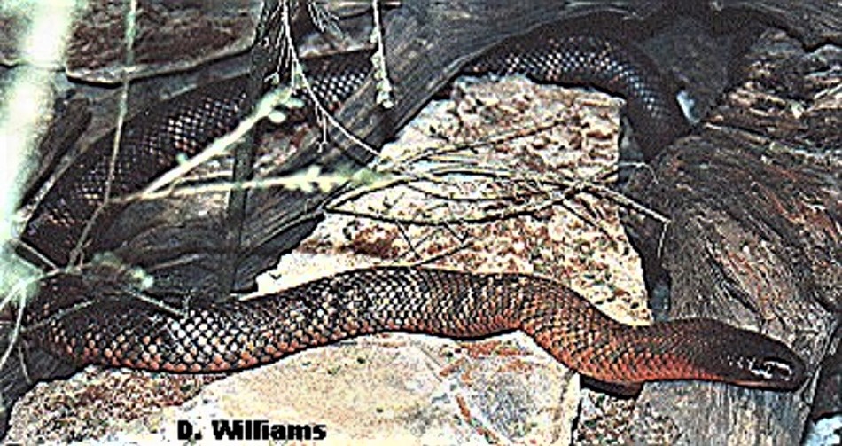 Collett's Snake (Pseudechis colletti)