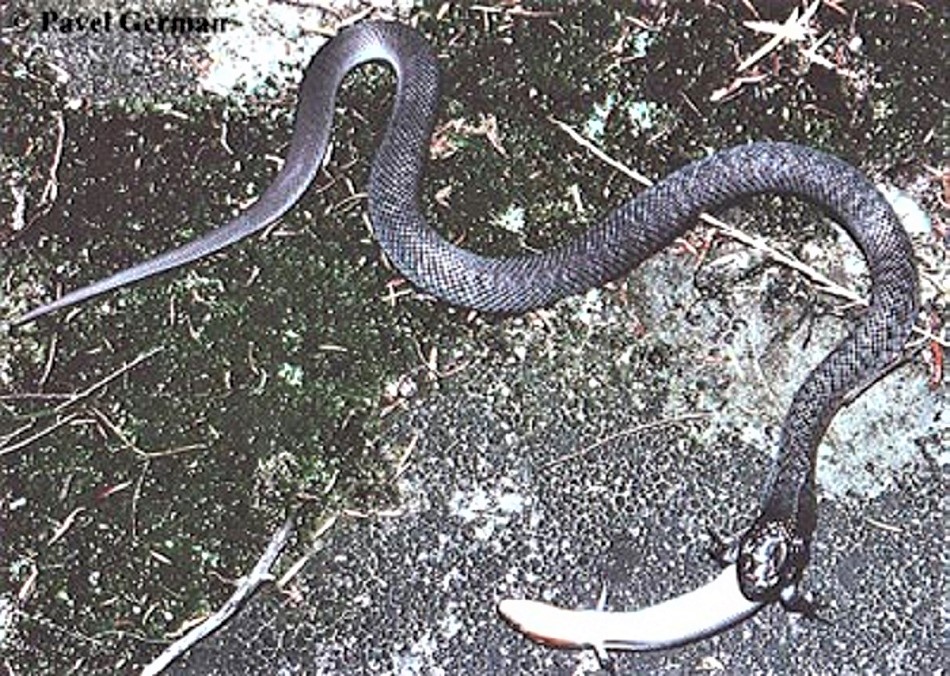 SPOTTED BLACK SNAKE - Pseudechis (guttata)