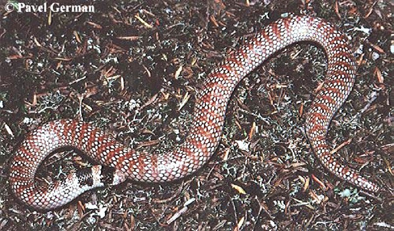 Australian Coral Snake Brachyurophis australis