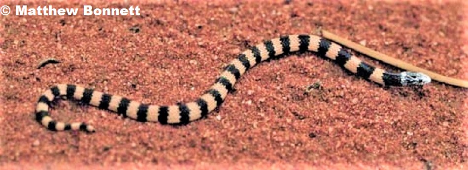 JAN'S DESERT BANDED  SNAKE Simoselaps bertholdi