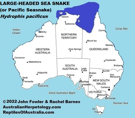 Approximate distribution of the Large Headed Sea Snake (Hydrophis pacificus) in Australia