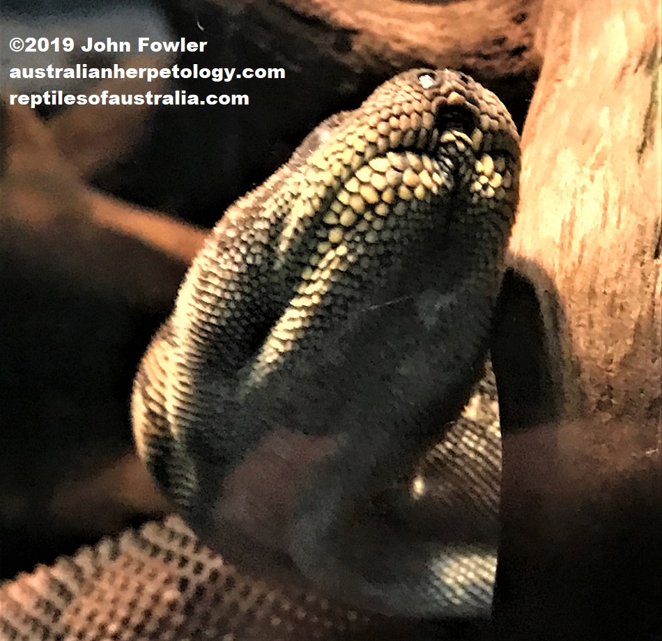 This herpetological image is displayed at the  Reptiles of Australia website and may be covered by Copyright by the owner of the image