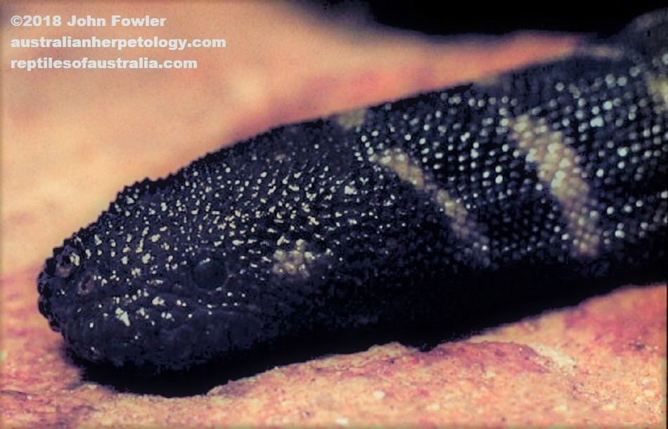 PYGMY PYTHON or ANT HILL PYTHON Antaresia perthensis