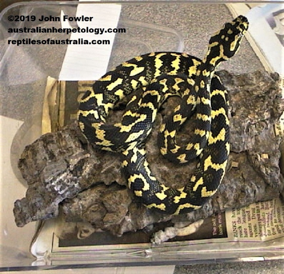 Jungle Carpet Python (Morelia spilota cheynei) also known as (Morelia spilota variegata) photographed at Jungle Phase, Hornchurch UK