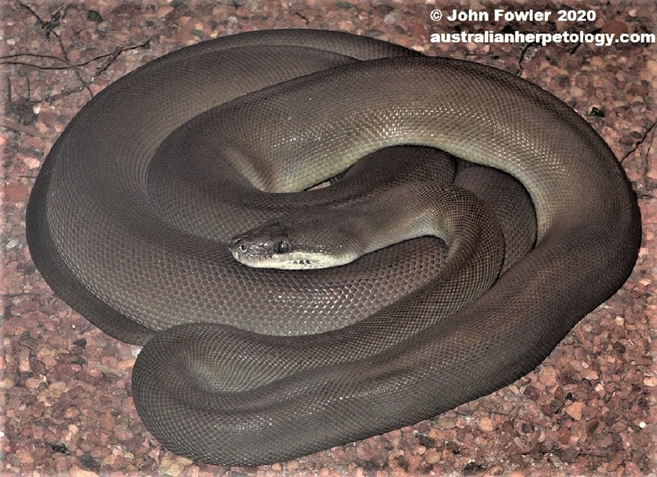 Australian Olive Python