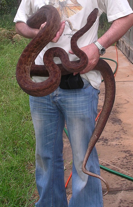 OENPELLI PYTHON Morelia oenpelliensis