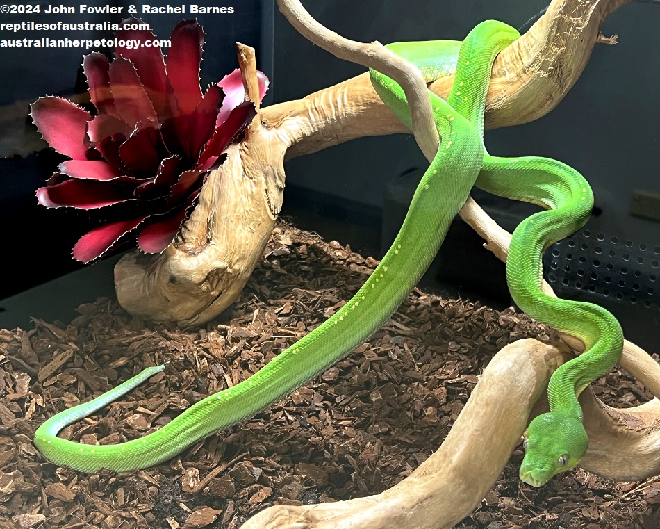Southern Green Tree Python (Morelia viridis) photographed at Reptile Creative, Edwardstown, South Australia