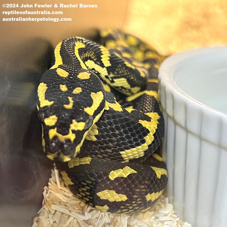 This baby Jungle Carpet Python (Morelia spilota cheynei)also known as (Morelia spilota variegata) was photographed at Reptile Creative, Edwardstown, South Australia