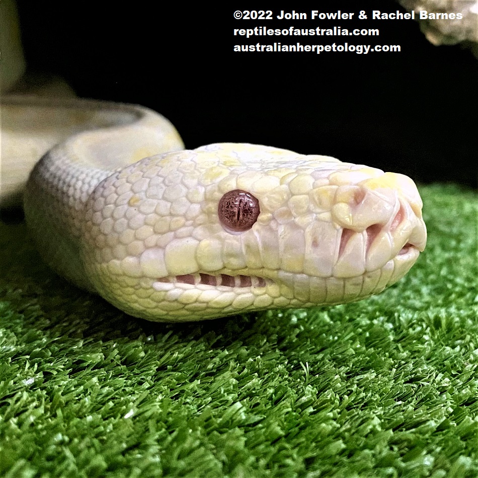 Adult Albino Carpet Python (Morelia spilota) clearly showing the heat sensing pits on the upper and lower lips