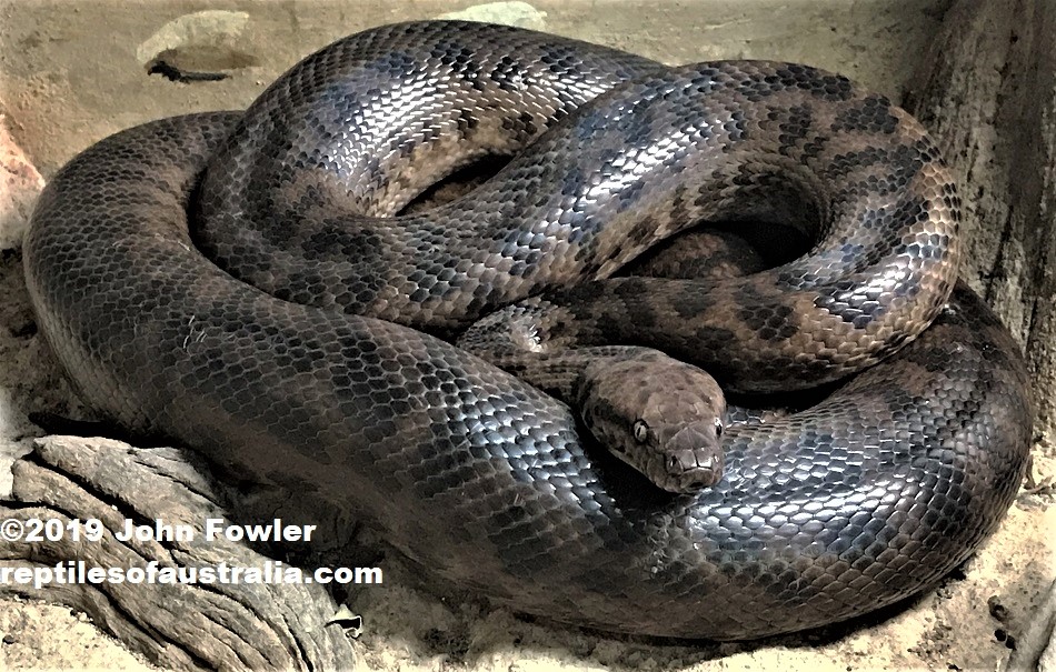 Spotted Python Antaresia maculosa