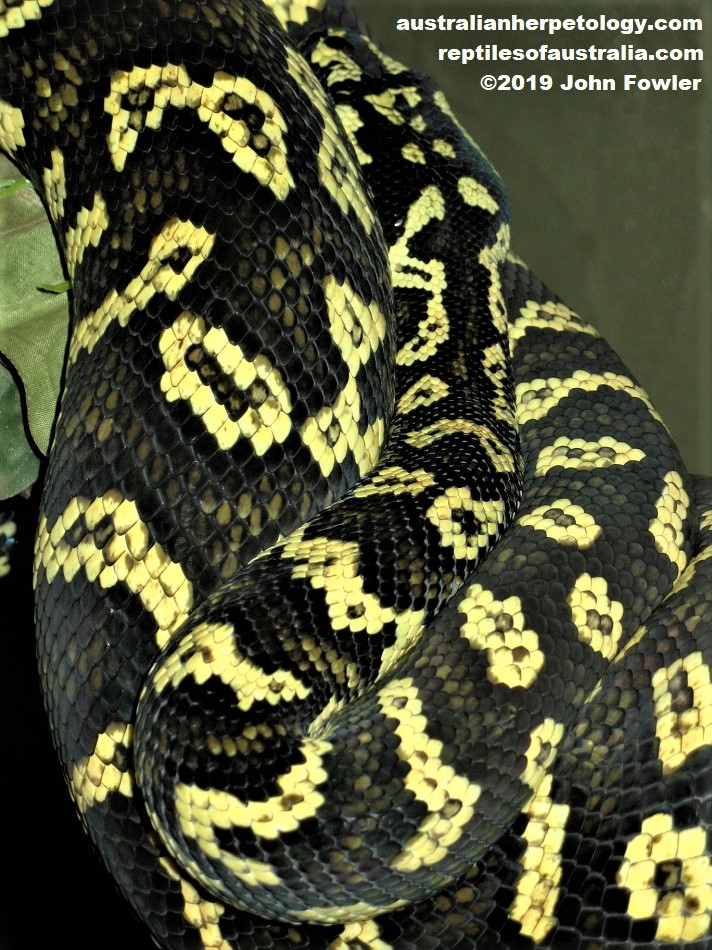 Jungle Carpet Python Morelia spilota spilota