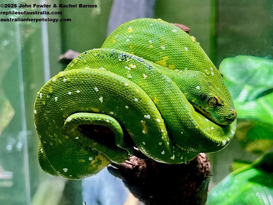 Southern Green Tree Python (Morelia viridis) photographed at the National Zoo of Malaysia (Zoo Negara)