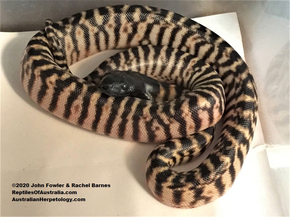 Blackheaded Python Aspidites melanocephalus