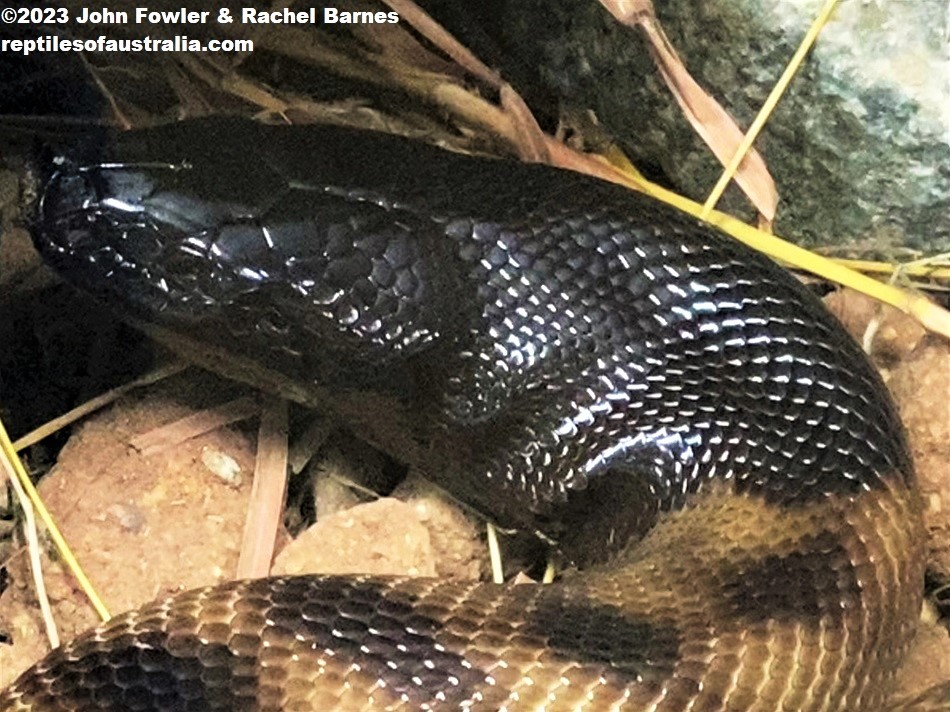 Blackheaded Python (Aspidites melanocephalus) Photographed at Kuranda Koala Gardens, Qld