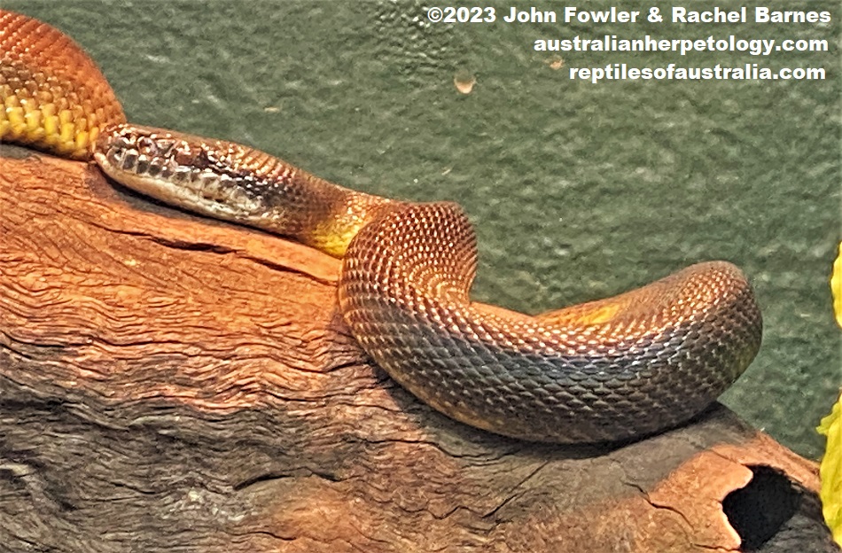Water Python (Liasis fuscus) photographed at the Cairns Aquarium, Qld.