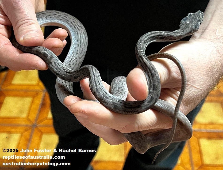 A young Oenpelli Python (Nyctophilopython oenpelliensis) photographed at Reptile Creative, Edwardstown, South Australia