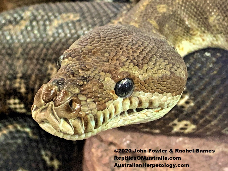 Notice the scalation on the head of this Centralian Carpet Python (Morelia bredli)