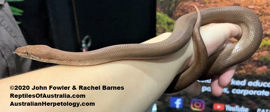 Pygmy Python (Antaresia perthensis) belonging to Animals Anonymous