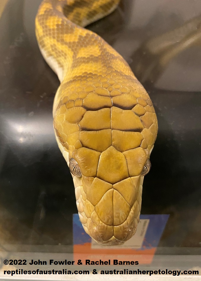 Australian Scrub Python Simalia (was Morelia) kinghorni photographed at Prestige Pythons