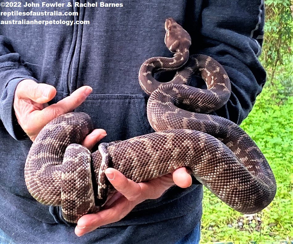 Rough Scaled Pythons (Morelia carinata) photographed at Prestige Pythons