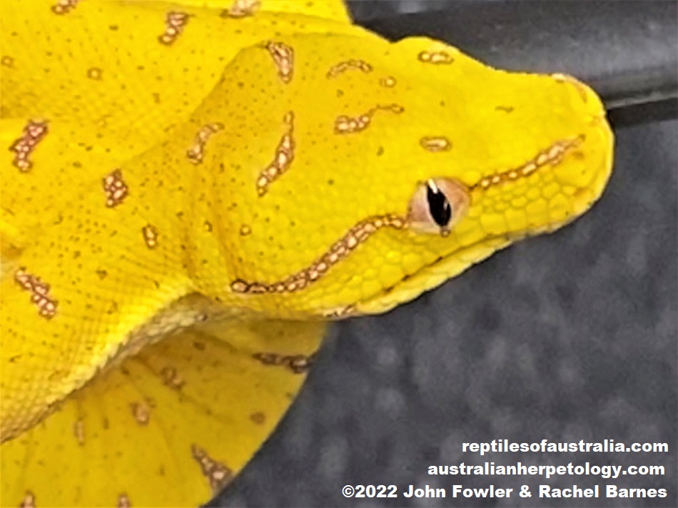 Young Southern Green Python (Morelia viridis) photographed at Prestige Pythons