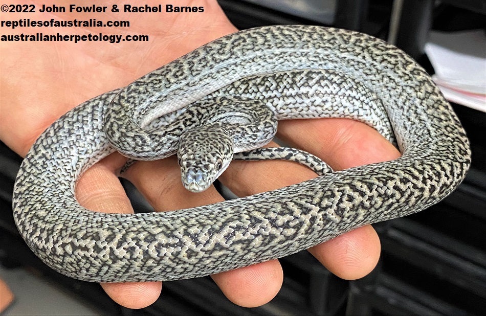 Captive bred morph of the Spotted Python (Antaresia maculosa) photographed at Prestige Pythons