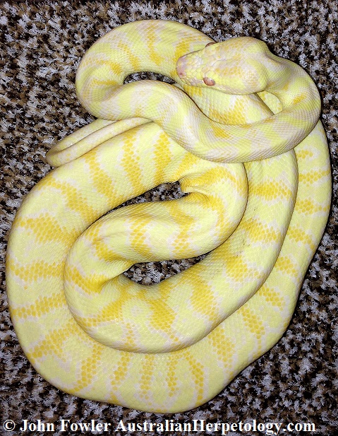 Morelia spilota variegata Darwin or Northwestern Carpet Python