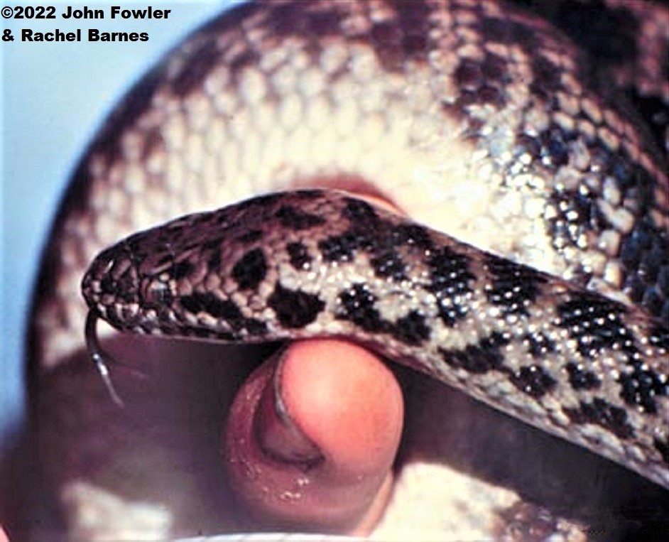 SPOTTED PYTHON Antaresia maculosa