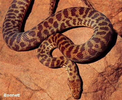 This Children's Python (Antaresia childreni) was previously known as a Stimson's Python (Antaresia stimsoni)