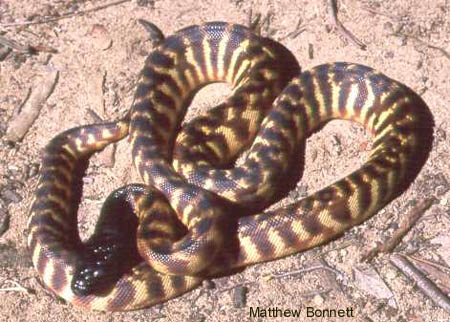 Blackheaded Python Aspidites melanocephalus