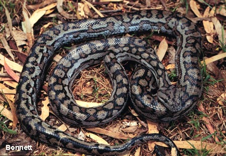 This Murray Darling Carpet Snake (Morelia spilota metcalfei)also known as (Morelia spilota variegata) is from the Flinders, Ranges, South Australia