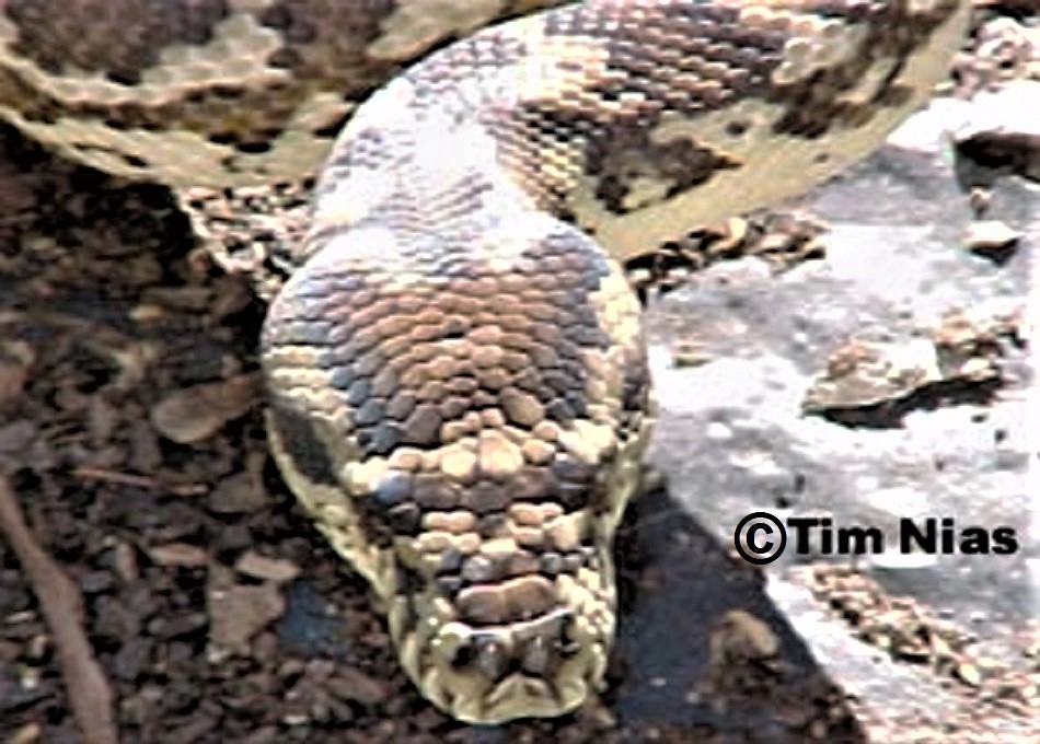 Morelia spilota variegata Darwin or Northwestern Carpet Python