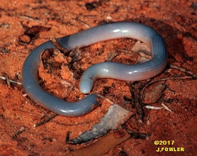 This Dark-Spined Blind Snake (Anilios bicolor) photographed in South Australia looks pale because it is going to shed its skin