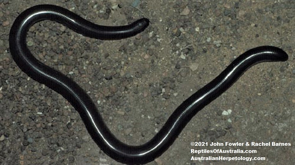Dark-Spined Blind Snake (Anilios bicolor) photographed in South Australia